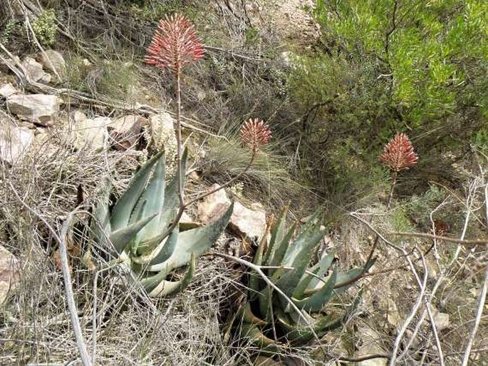 Aloe comptonii