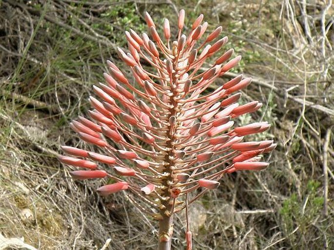 Aloe comptonii