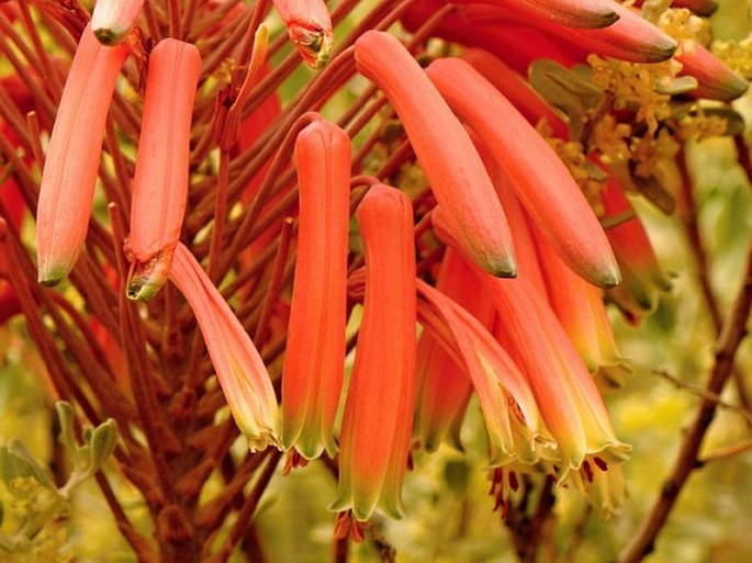 Aloe comptonii