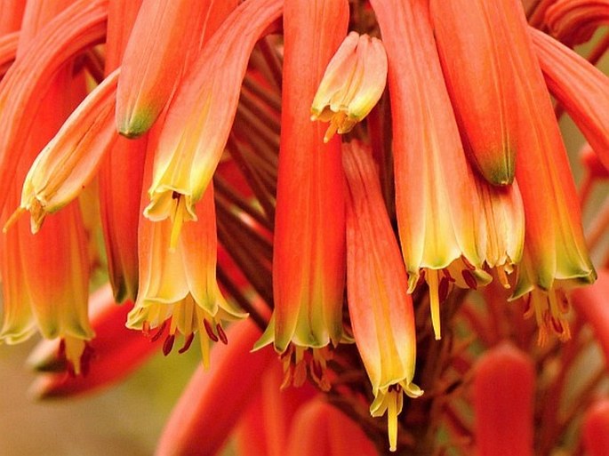 Aloe comptonii