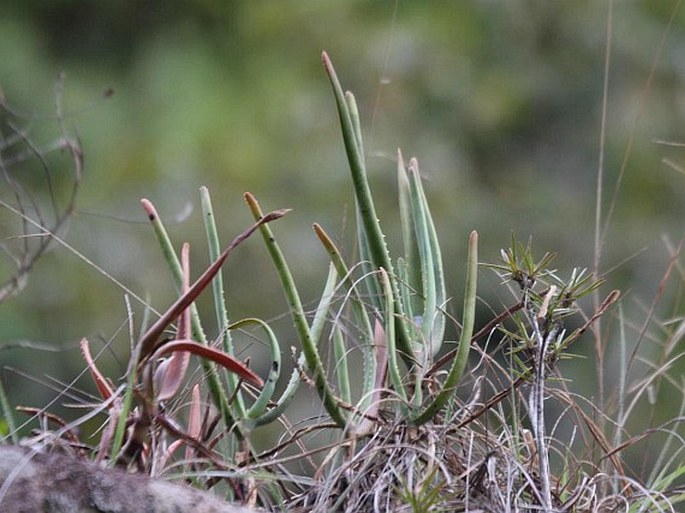 Aloe isaloensis