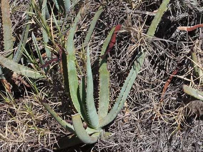 Aloe isaloensis