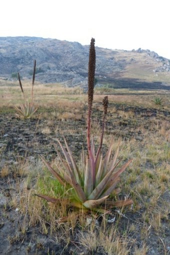 Aloe macroclada