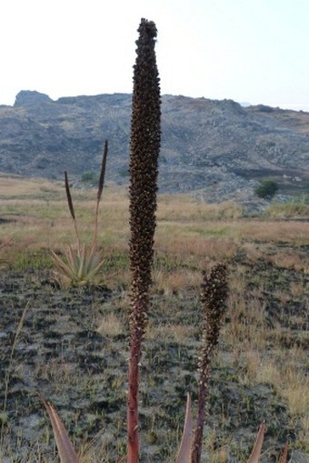 Aloe macroclada