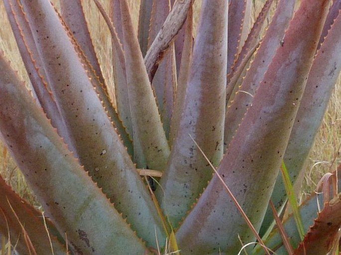 Aloe macroclada