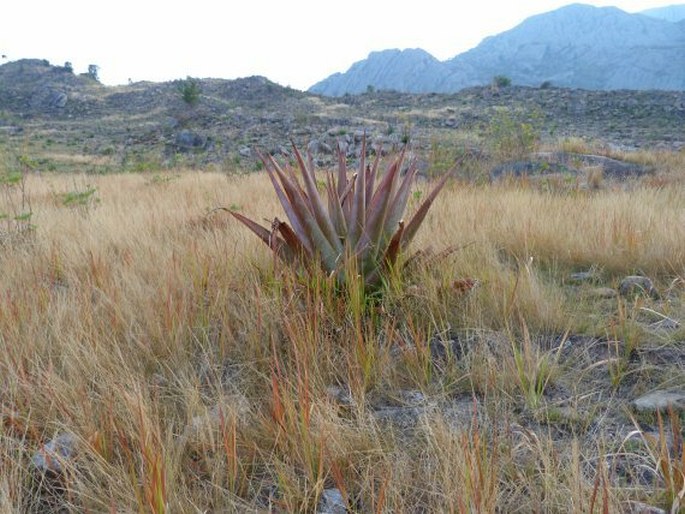 Aloe macroclada