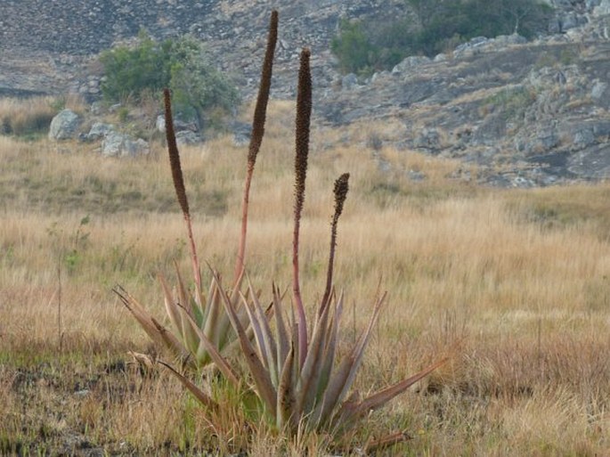 ALOE MACROCLADA Baker – aloes