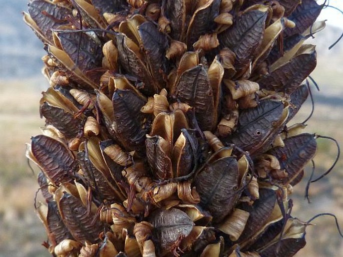 Aloe macroclada