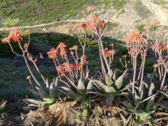 Aloe maculata