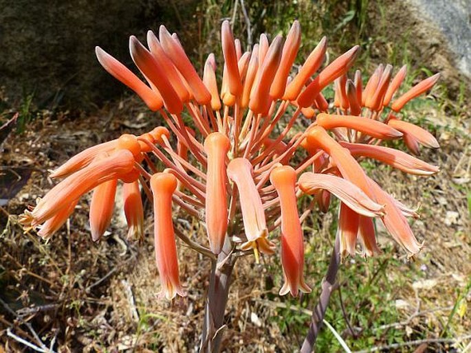 Aloe maculata