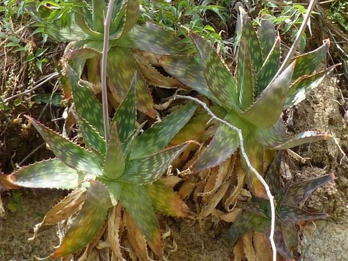 Aloe maculata