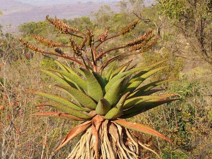 ALOE MARLOTHII A. Berger – aloes