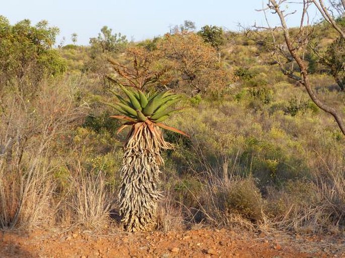 Aloe marlothii