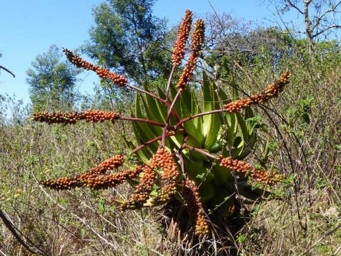 Aloe marlothii