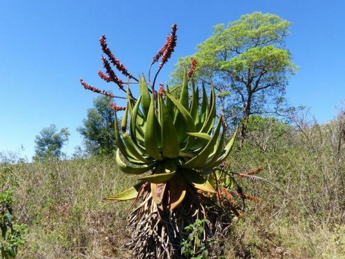 Aloe marlothii