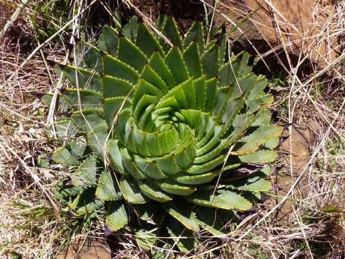 ALOE POLYPHYLLA Schönland ex Pillans – aloes