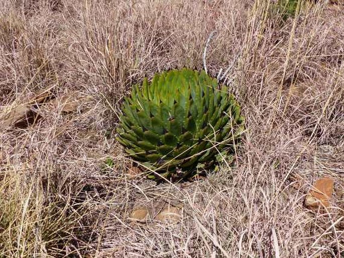 Aloe polyphylla