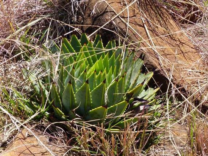 Aloe polyphylla