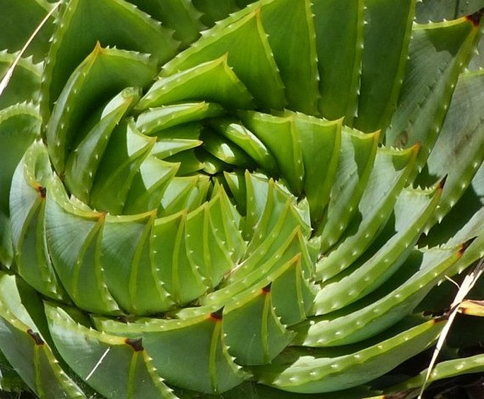 Aloe polyphylla