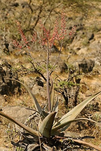 Aloe praetermissa