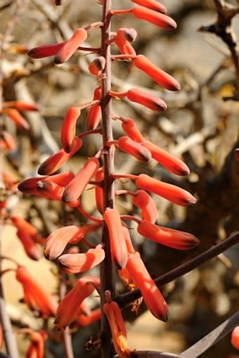 Aloe praetermissa