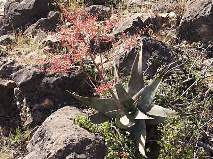 Aloe praetermissa