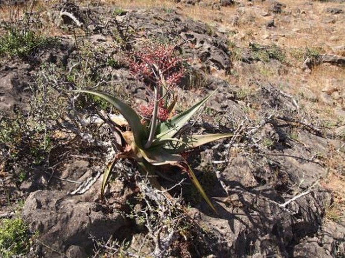 Aloe praetermissa