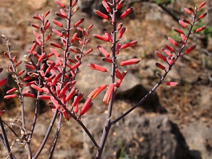 Aloe praetermissa