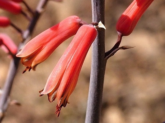 Aloe praetermissa