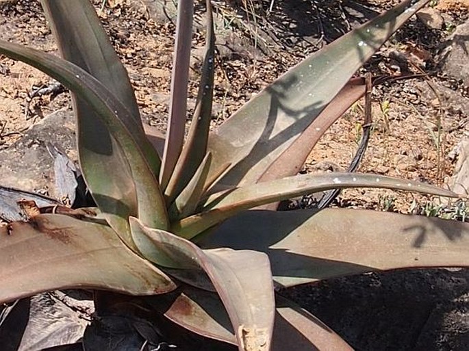 Aloe praetermissa