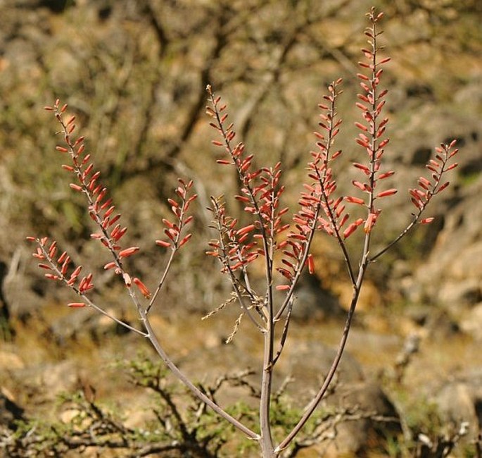 ALOE PRAETERMISSA T. A. McCoy et Lavranos – aloes