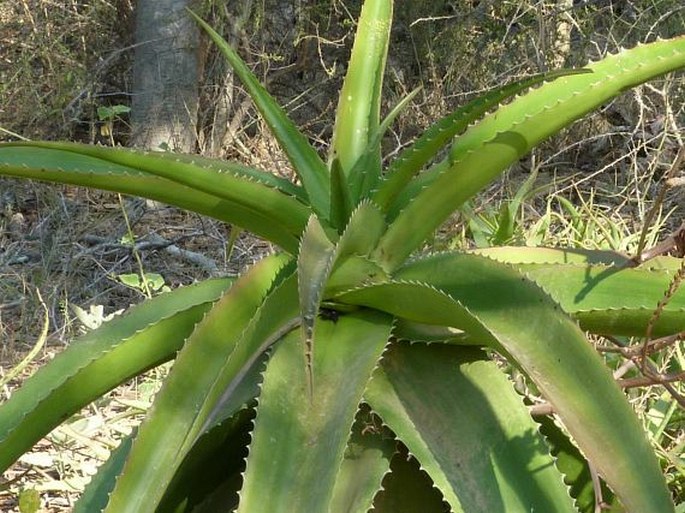 ALOE VAOMBE Decorse et Poiss. – aloes