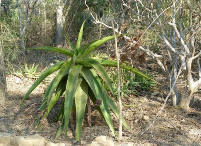 Aloe vaombe