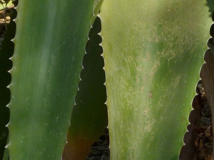 Aloe vaombe