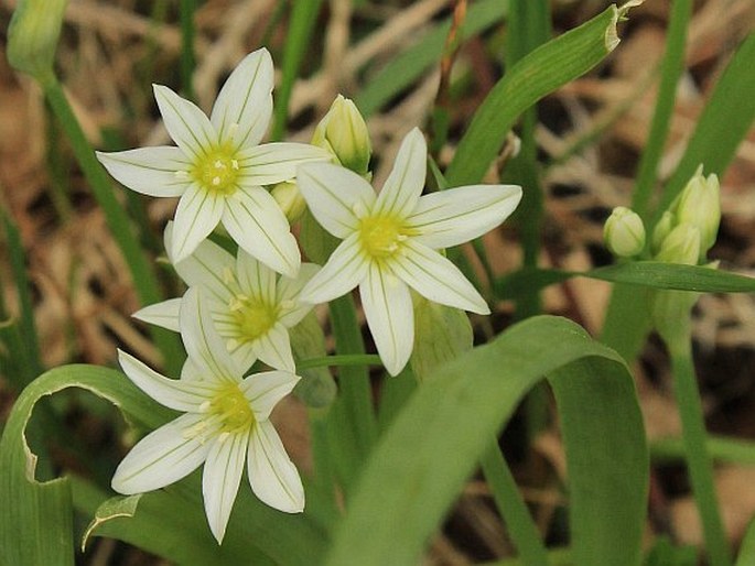 ALLIUM PENDULINUM Ten. – česnek / cesnak