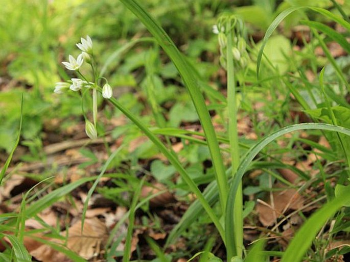 Allium pendulinum