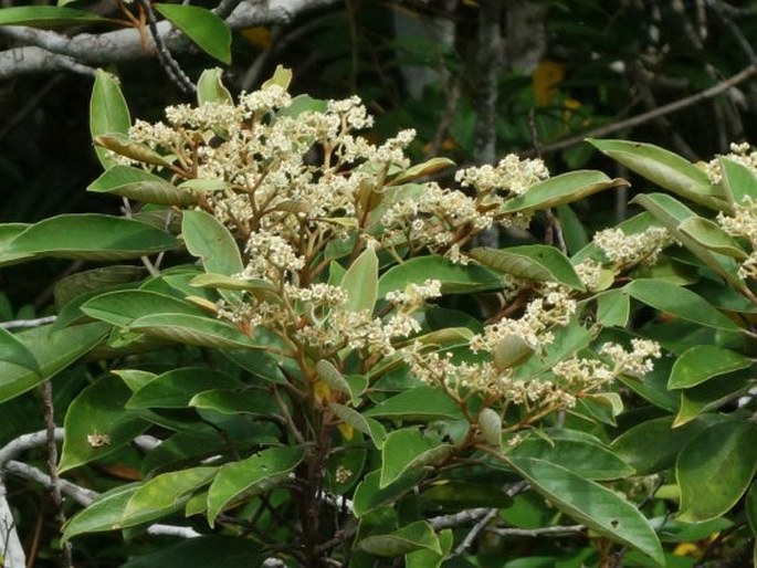 Alphitonia carolinensis