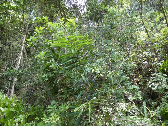 Alpinia caerulea