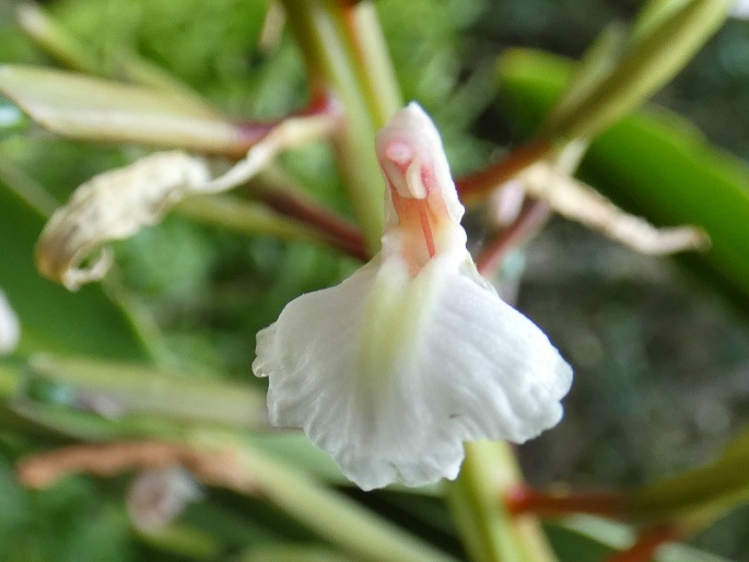Alpinia caerulea