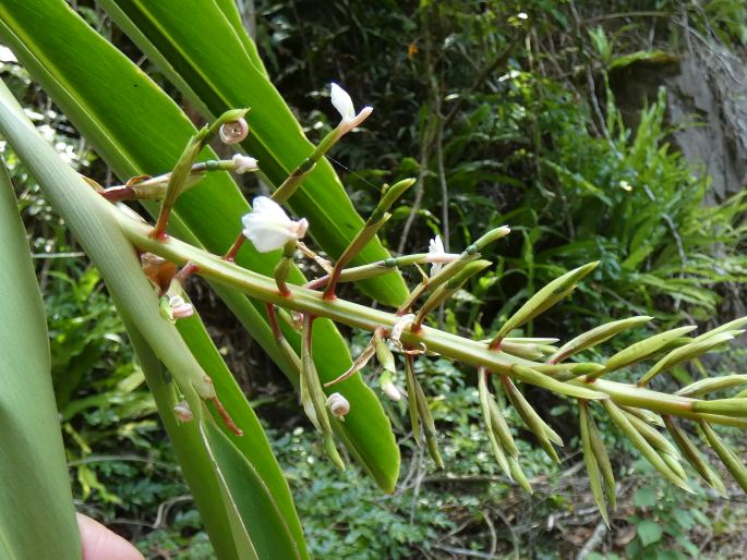 Alpinia caerulea