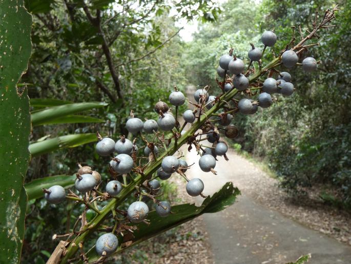 Alpinia caerulea