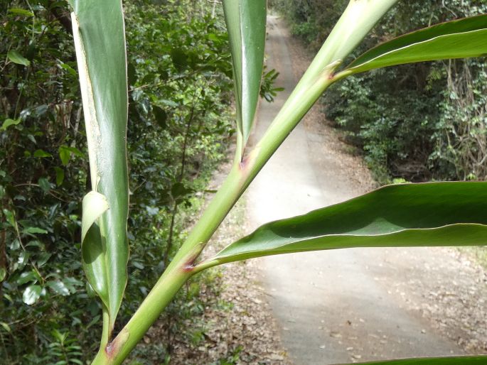 Alpinia caerulea