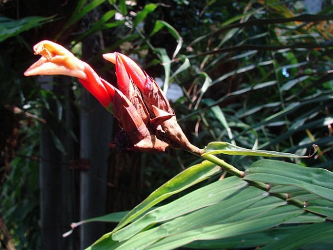 Alpinia luteocarpa