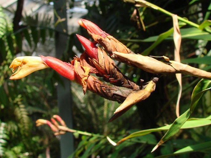 Alpinia luteocarpa