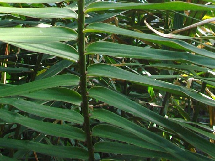 Alpinia luteocarpa