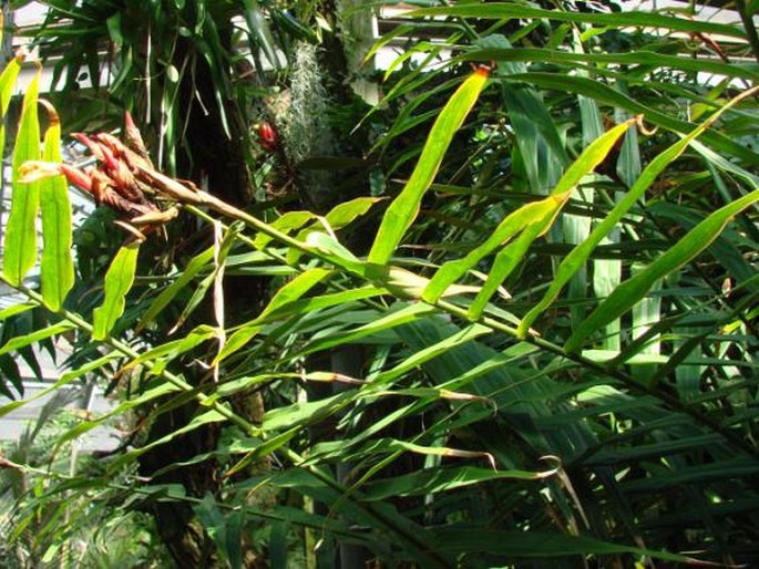 Alpinia luteocarpa