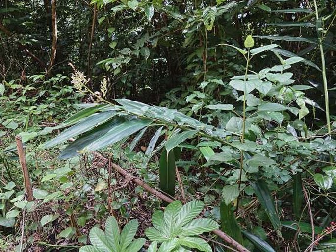 Alpinia pubiflora