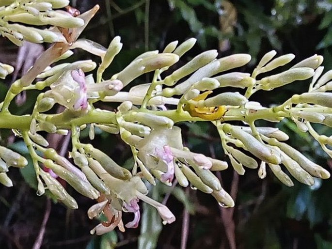 Alpinia pubiflora