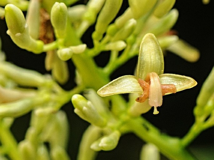 Alpinia pubiflora