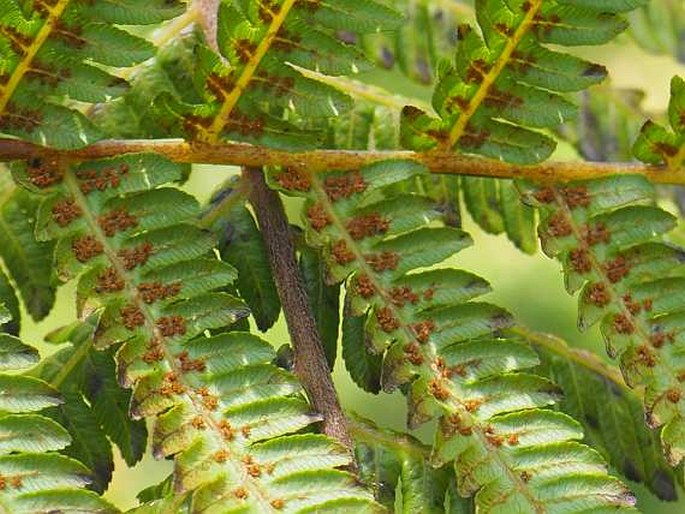 Alsophila nilgirensis